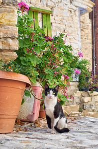 黑白猫坐在花盆旁图片