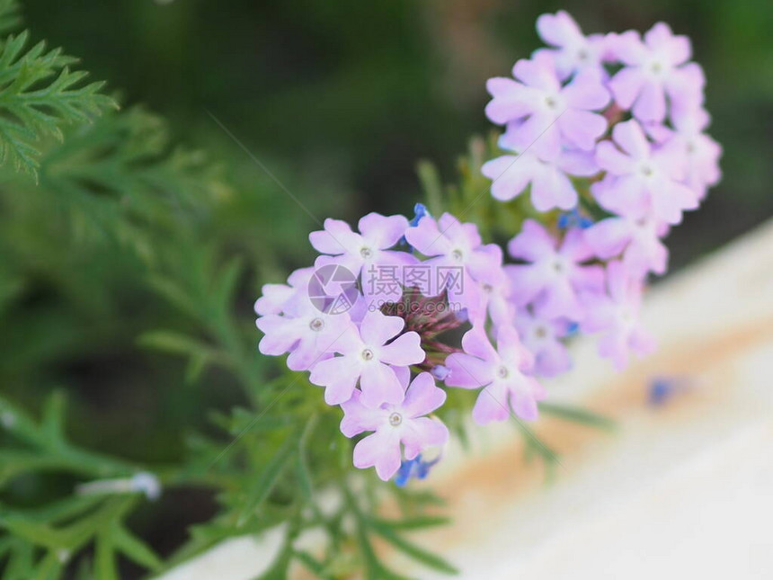 马鞭草科半木本开花植物中柔软的紫色花朵和优良耐热属图片