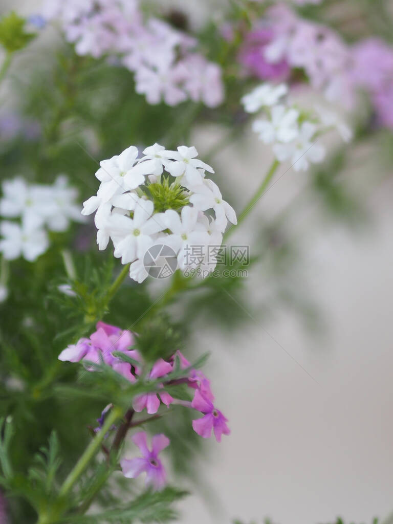 马鞭草科半木本开花植物的白色花朵和优良耐热属图片