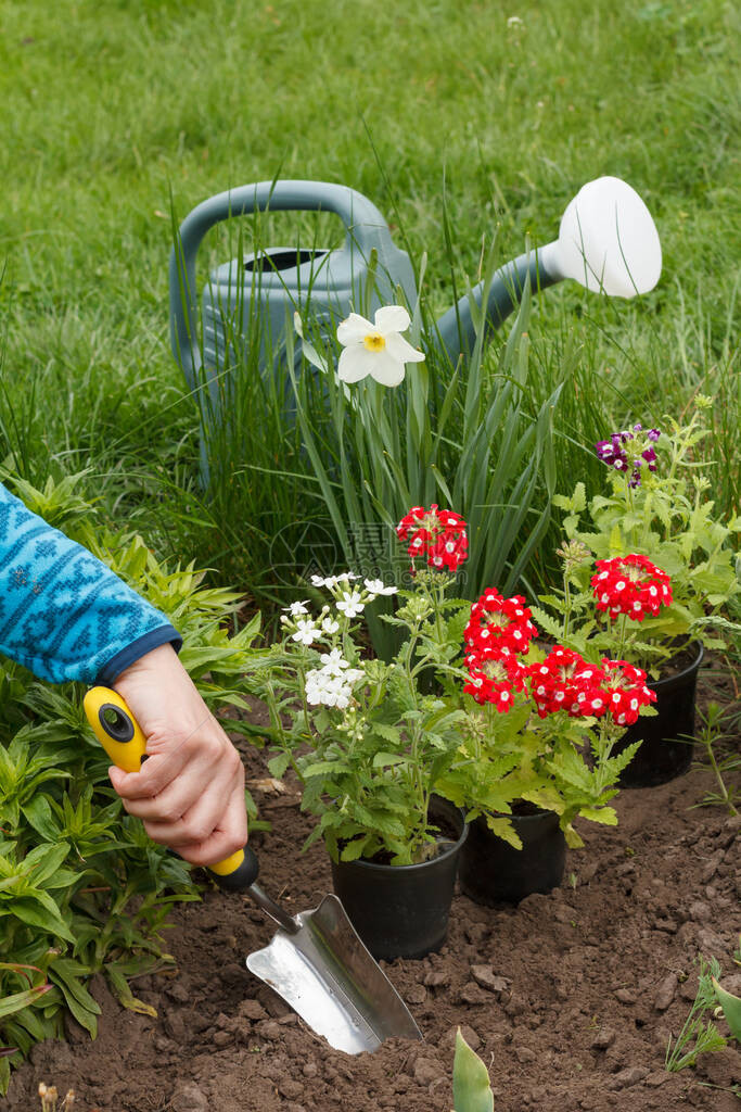 女园丁正在花园床上用铲子种植红白开花的马铃薯花图片
