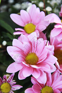 天然粉红色菊花瓣和杵图片