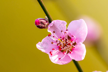 春天和夏天美丽的紫色花朵图片