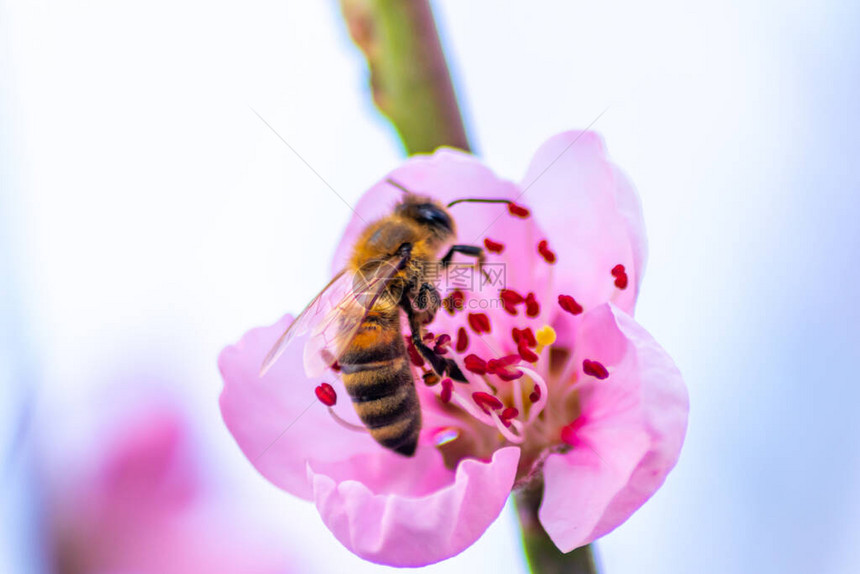 为母亲节提供蜜蜂和大黄蜂等昆虫蜂蜜图片