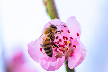 为母亲节提供蜜蜂和大黄蜂等昆虫蜂蜜图片