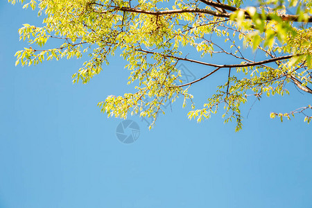 新鲜的绿色树叶与蓝天背景图片