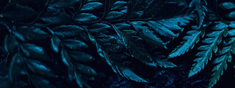 蓝色植物在夜间作为超真实植物背景最起码的图片