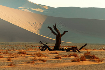 纳米布沙漠中图片