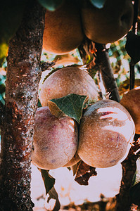 夏天一棵树上的苹果新鲜的天然水果来自您花园的生态水果的概图片