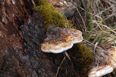 树上缝合的蘑菇木头铁板真菌图片