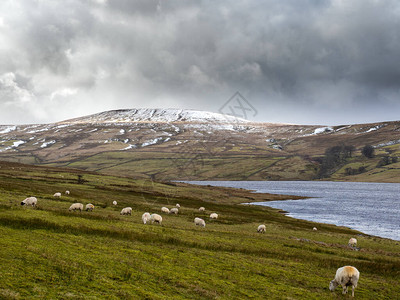 冬天的Swaledale羊图片