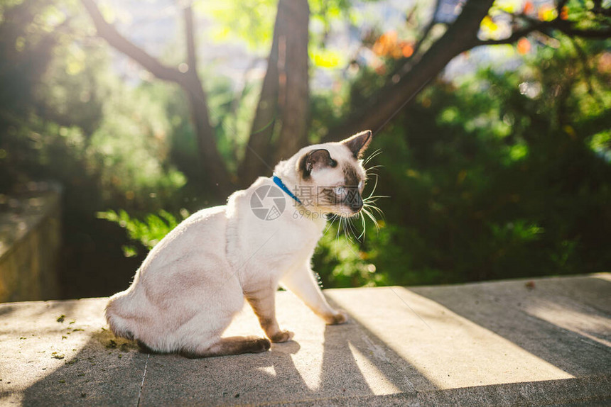 暹罗猫雄湄公短尾猫在公园户外繁殖这只猫牵着蓝色的皮带在后院散步的宠物步行主题在户外用皮图片