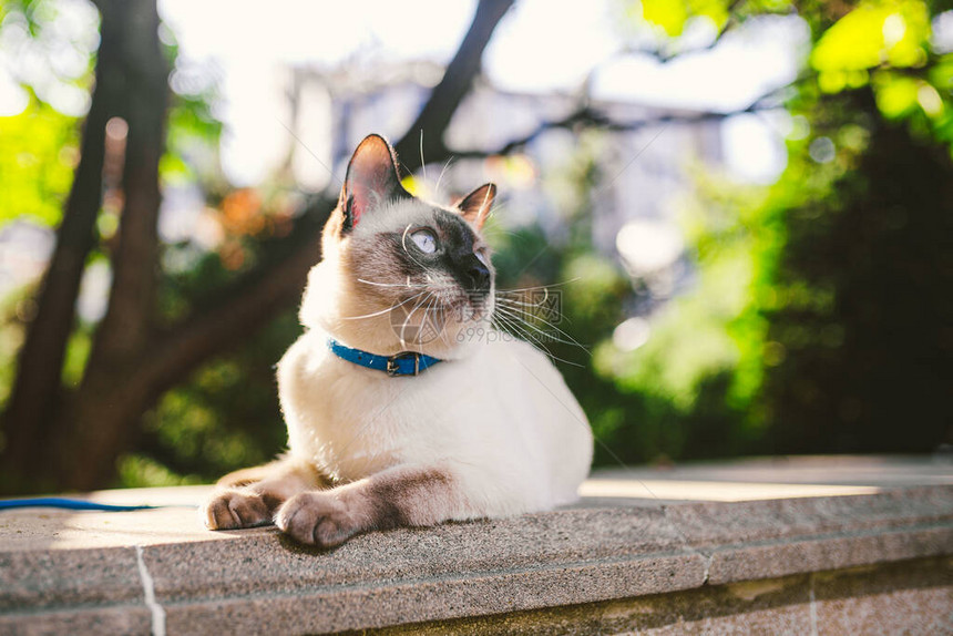 夏季花园里用皮带拴着一只漂亮猫的画像宠物在公园里散步户外探险年轻的猫图片