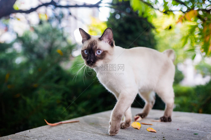 花园里拴着皮带的家猫蓝眼睛的雄湄公河短尾猫美丽的品种猫湄公河短尾猫皮带上的宠物这只猫牵着蓝色的皮图片