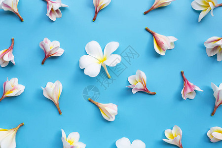 蓝色背景的花朵或fran图片