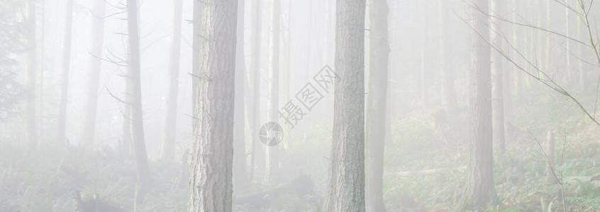 美国华盛顿州PooPointChirico步道沿线郁葱的森林山景中图片