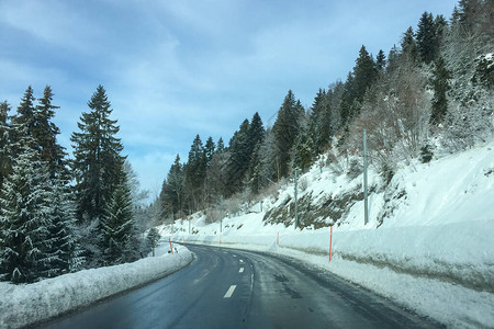 森林道路和树上下雪图片