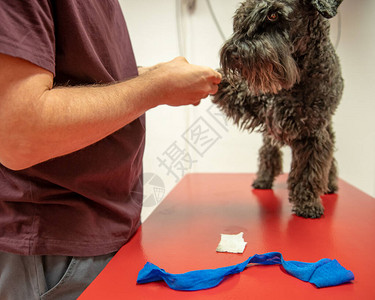 狗放在桌子上在兽医手图片