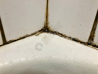 浴室淋浴瓷砖上长出黑色霉菌图片