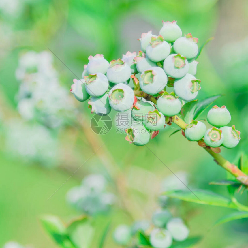 美华盛顿果园树枝上的青蓝莓果实图片