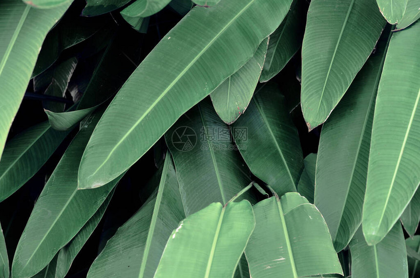 创意热带绿叶布局自然春天的概念大棕榈叶自图片
