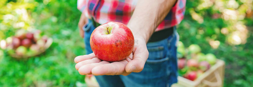 男人园丁在花园里摘苹果有选择图片