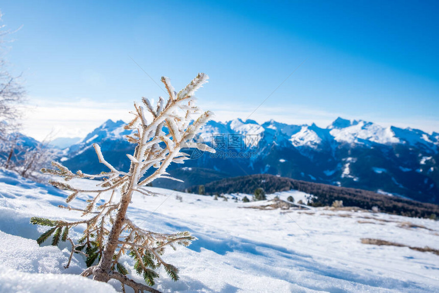阳光明媚的冬季景观与冰冻云杉在意大利多洛米蒂山滑雪区AlpeLusiaMoena附近valdiFassa的滑雪胜地图片