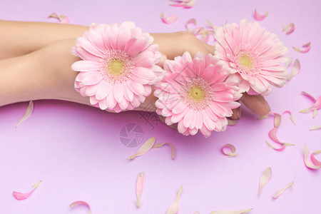 来自非洲菊花的春天花束在女人手中的紫罗兰色背景与粉红色的小花瓣背景感受春天的概念女对皮背景图片