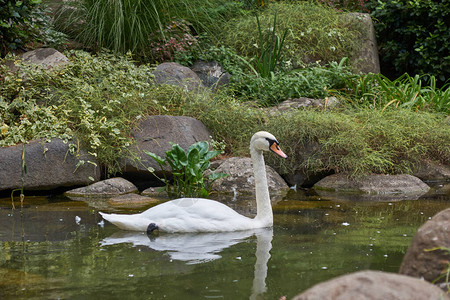 公园池塘里的白天鹅图片