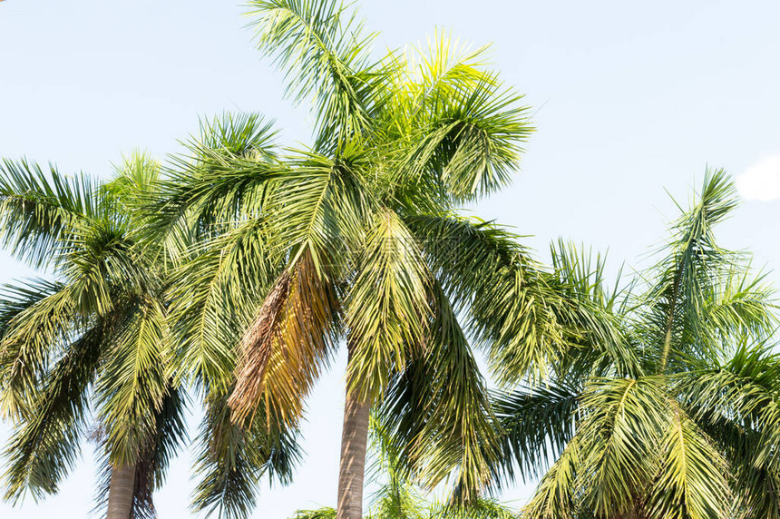 可椰子树绿色叶子反对明亮温暖的浅蓝色天空在日落阳光照亮的夏季日落时间热带环境假期背景印度图片