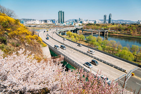 韩国首尔城市景观和樱花和连翘花的英峰山图片