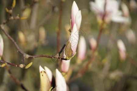 在春天的马格诺利亚树上紧贴着精致的白图片