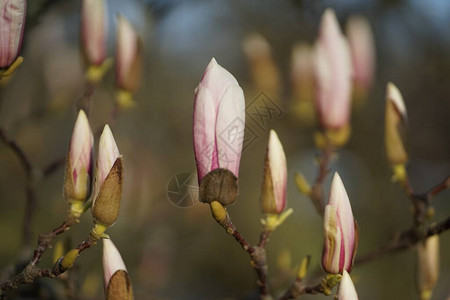 在春天的马格诺利亚树上紧贴着精致的白图片