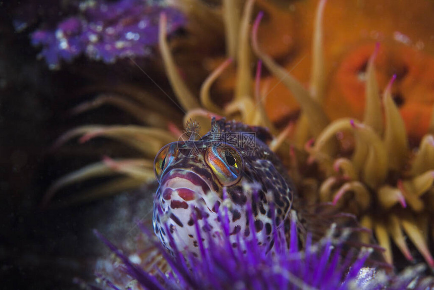 一只分散的滑鼠Clinuswinustris坐在珊瑚礁上海胆后面图片