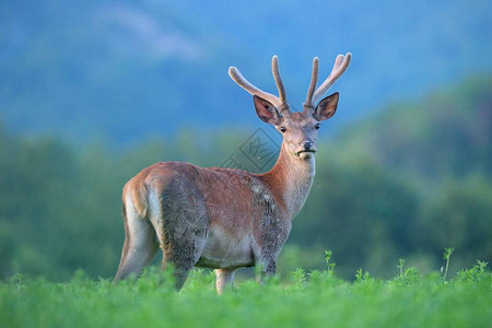 令人惊讶的红鹿雪佛兰小鹿天鹅绒中的鹿角在上午黄昏时仰望摄像头背景图片
