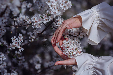 春天花园樱花树早午餐中的女双手美丽夏天情感表图片