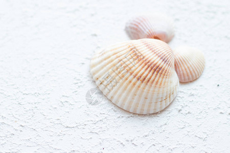 浅色背景上的贝壳关于假期的文章浅色背景海贝壳躺图片