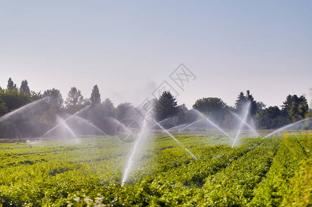 灌溉系统正常运行夏季给农业植物浇水单图片
