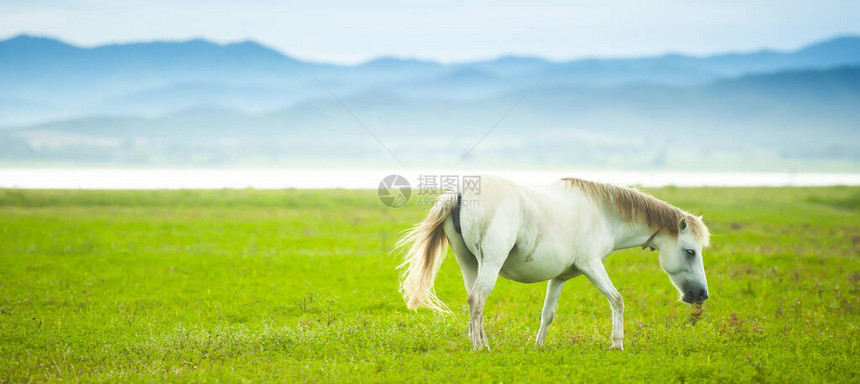 一匹优雅的白马在春天在绿色的田野中行走图片