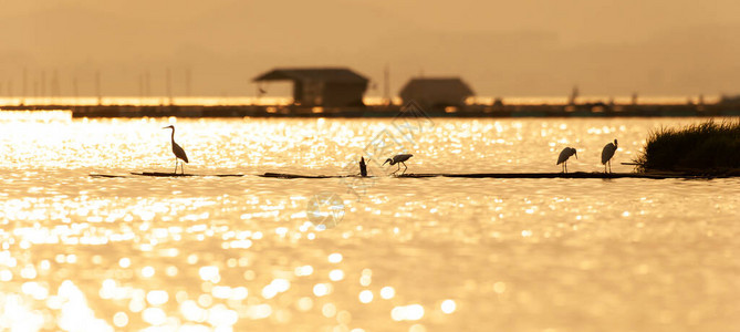 一群大白鹭栖息在热带湖泊的竹筏上图片