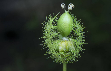 野生西番莲植物近景图片