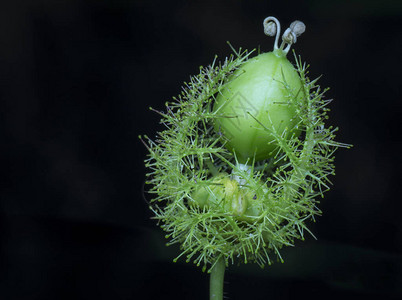 野生西番莲植物近景图片