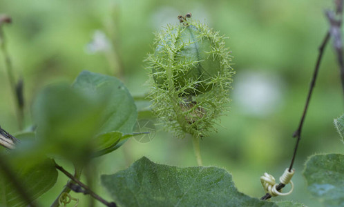 野生西番莲植物近景图片