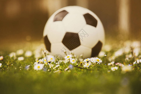 在绿草坪的足球与在绿草的花图片
