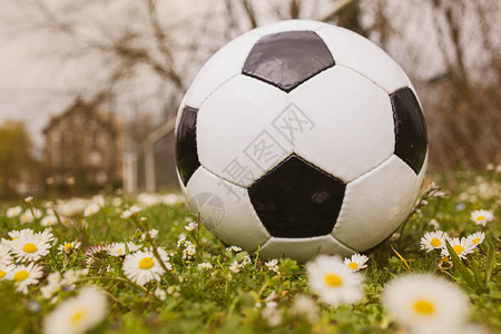 在绿草上的特写足球与鲜花早晨阳光下草坪上的足球或足图片