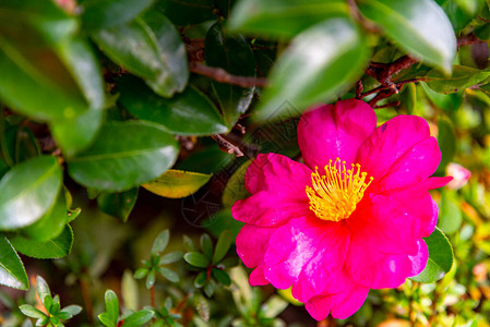 红卡美利亚CamelliaJasonica花朵图片