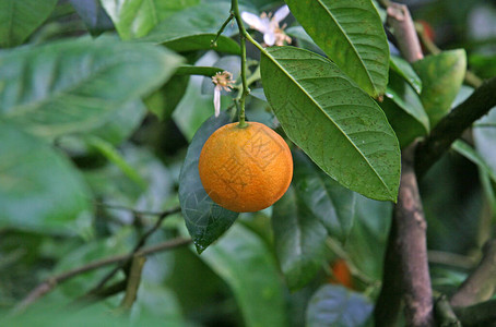 花园里绿色的树枝上的橘子在绿叶的树枝上图片