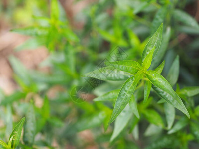 苦味之王学名穿心莲Burm背景图片