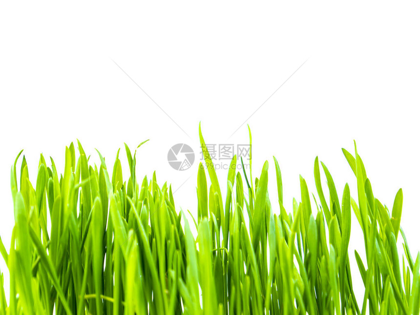 冬季作物在白色背景的春季绿芽地球日农业图片