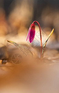 erythroniumdenscanis或带绿草的狗牙紫粉色花图片