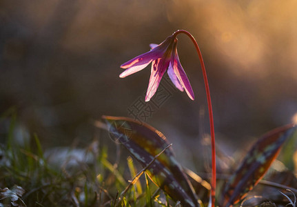 erythroniumdenscanis或带绿草的狗牙紫粉色花背景